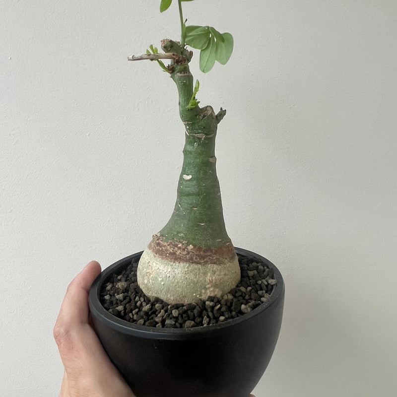 新着】Adenia glauca 2【ツートーンカラーが可愛い人気種】Adenia glau