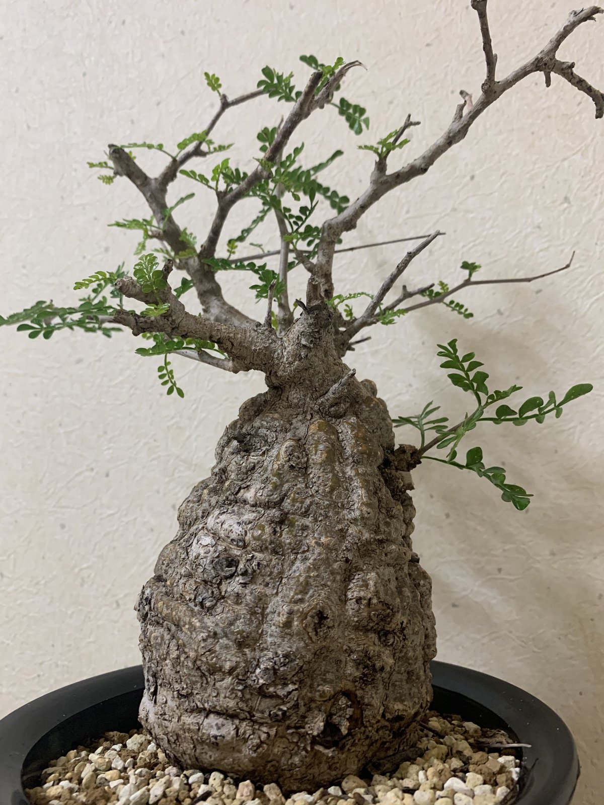 Pergia オペルクリカリアパキプス 原種 コーデックス 塊根植物