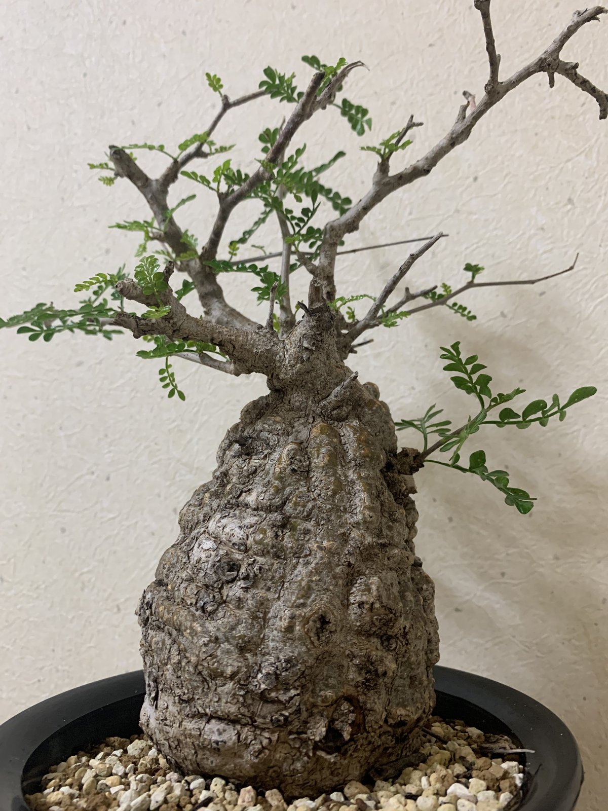 【塊根植物の最高峰】オペルクリカリアパキプス【発根済み】 Pergia オペルクリカリアパキプス 原種 コーデックス 塊根植物