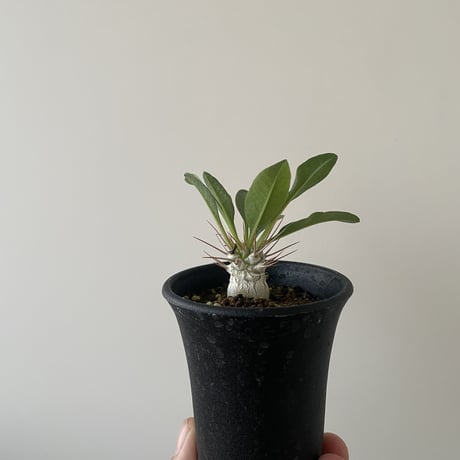 【新着】Pachypodium namaquanum【初入荷・冬型の激レア品種】パキポディウム ナマクアナム 光堂