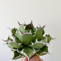 Agave titanota キャンサー　CANCER アガベ　チタノタ Yahoo!オークション - アガベ チタノタ キャンサー agave