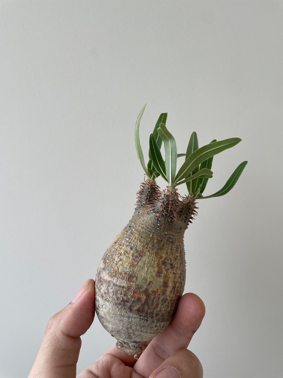 グラキリスベアルート発根済み※1月中発根鉢ごと発送