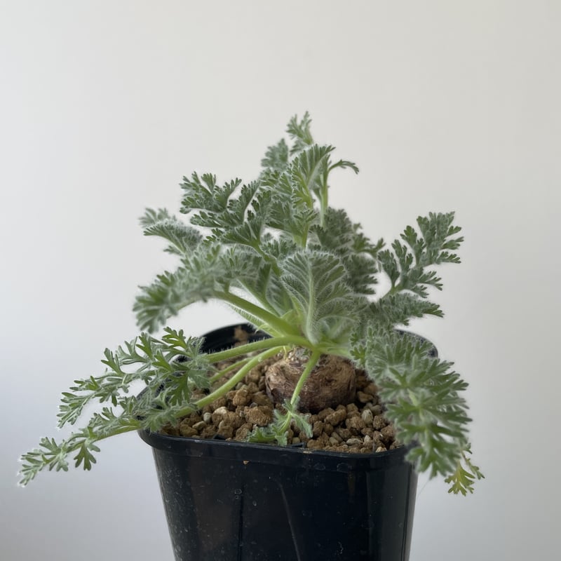 新着】Pelargonium appendiculatum 1【コスパ良し・冬型の塊根植物】...