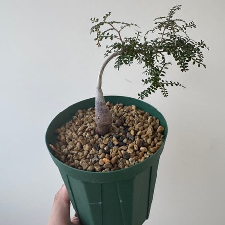 オペルクリカリアパキプス | STORES