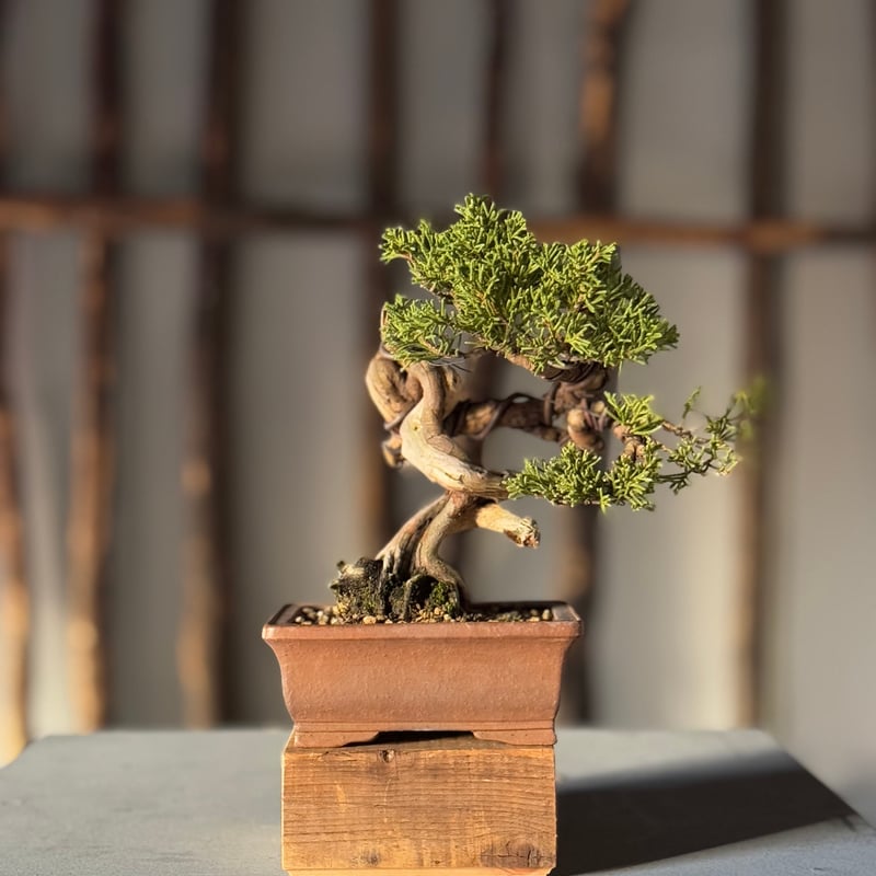 【創作 糸魚川真柏盆栽】　　　 ⭕小品　お洒落な一品❗ 小品 糸魚川真柏盆栽】 ⭕期間限定❗ 【公式通販】