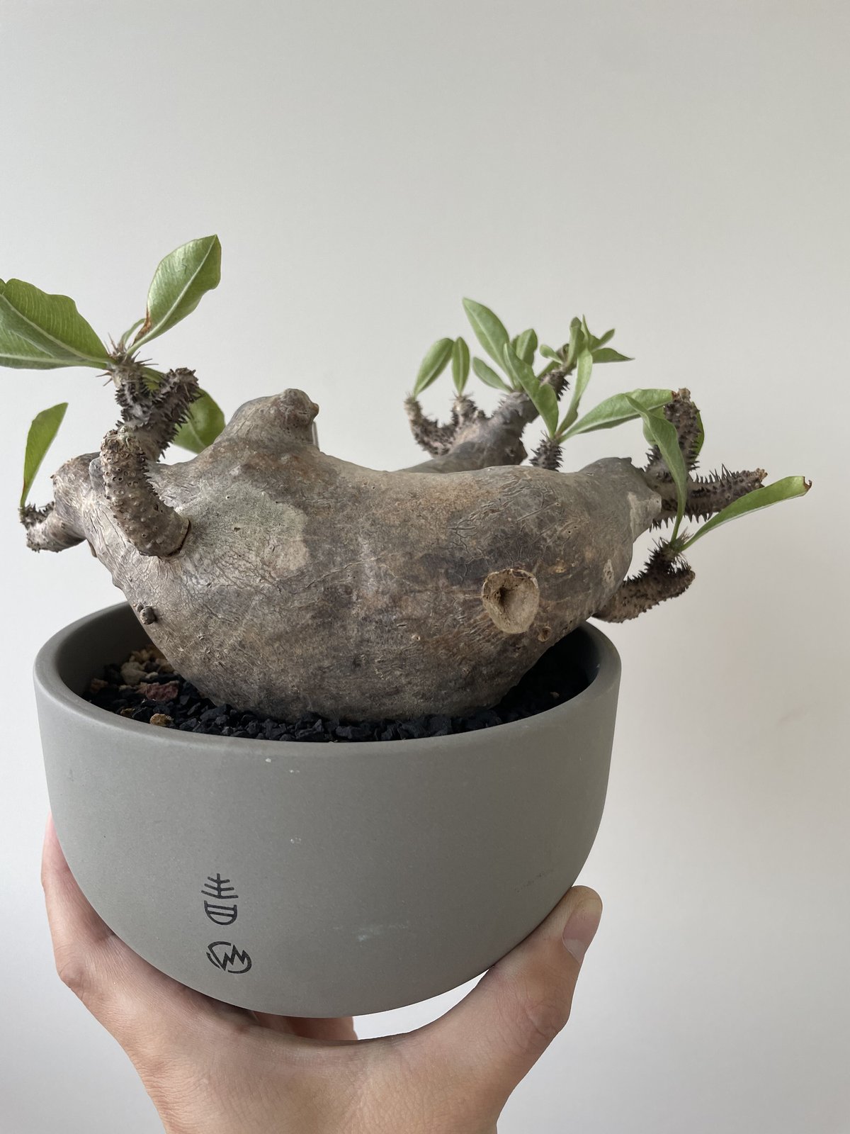 新着】Pachypodium makayense × VALIEM 青坊主別注モデル 2周年...