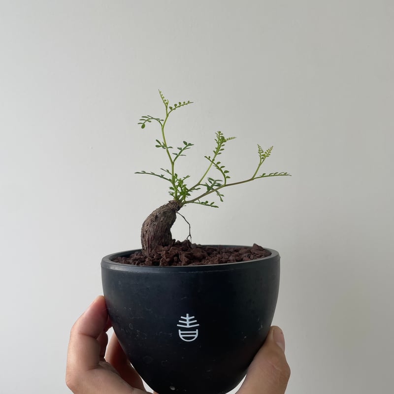 新着】Operculicarya pachypus 【根挿しの元気株】 オペルクリカリア パ