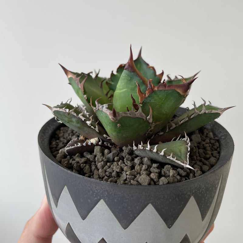 新着】Agave titanota Red Catweezle × VALIEM ACT3