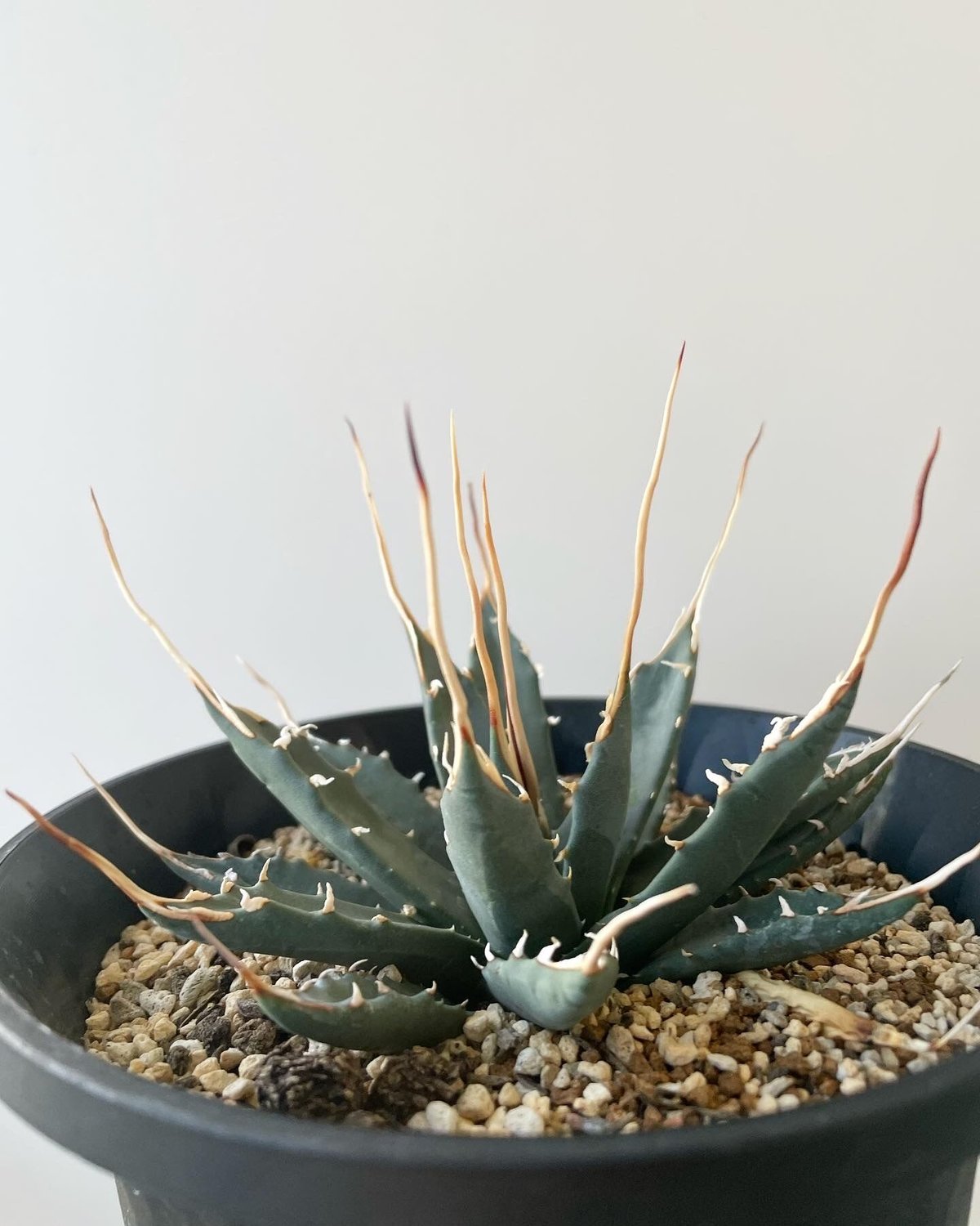 アガベ エボリスピナ ヘイフォード 優良実生 No.10