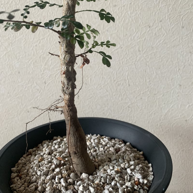 オペルクリカリア デカリー 大株 オペルクリカリア・デカリー | 多肉