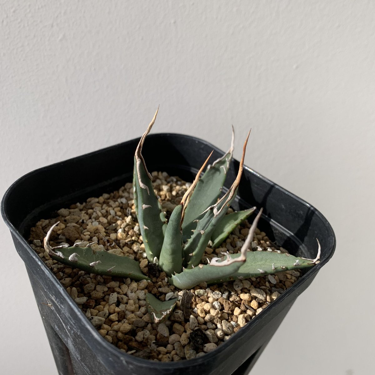選抜株】Agave Utahensis -アガベ ユタエンシス エボリスピナ 選抜株】Agave Utahensis -アガベ ユタエンシス エボリスピナ