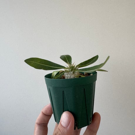 ウィンゾリー現地球　森のこびと ウィンゾリー | STORES