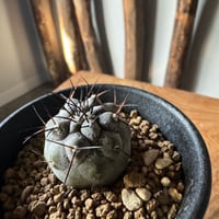 極上品】Copiapoa dealbata × VALIEM GHOST【俺の黒士冠】コピア