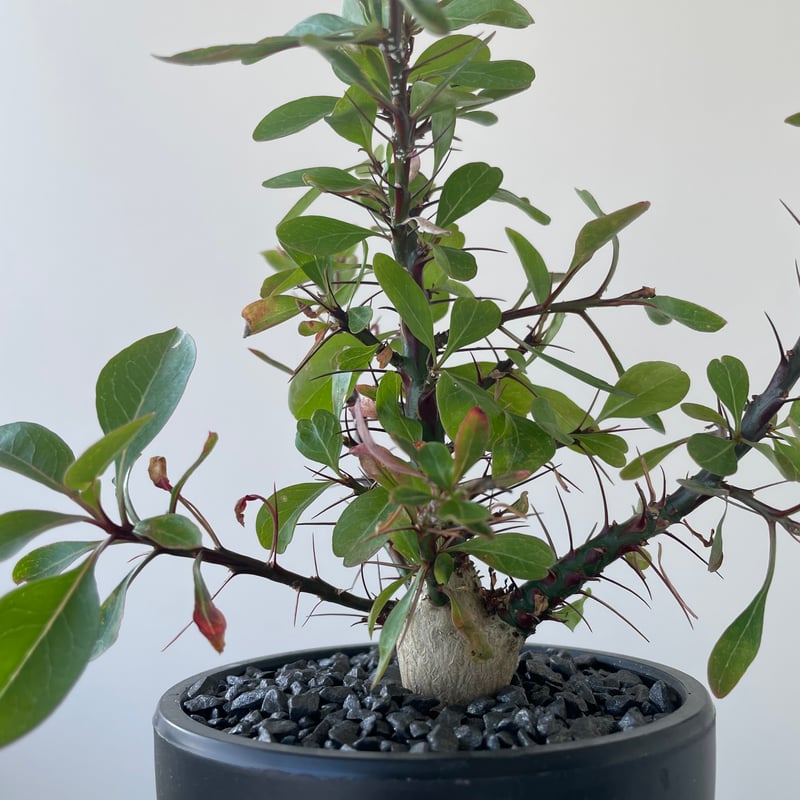 極上品】Fouquieria fasciculata【激レア塊根・ぷっくり選抜実生株