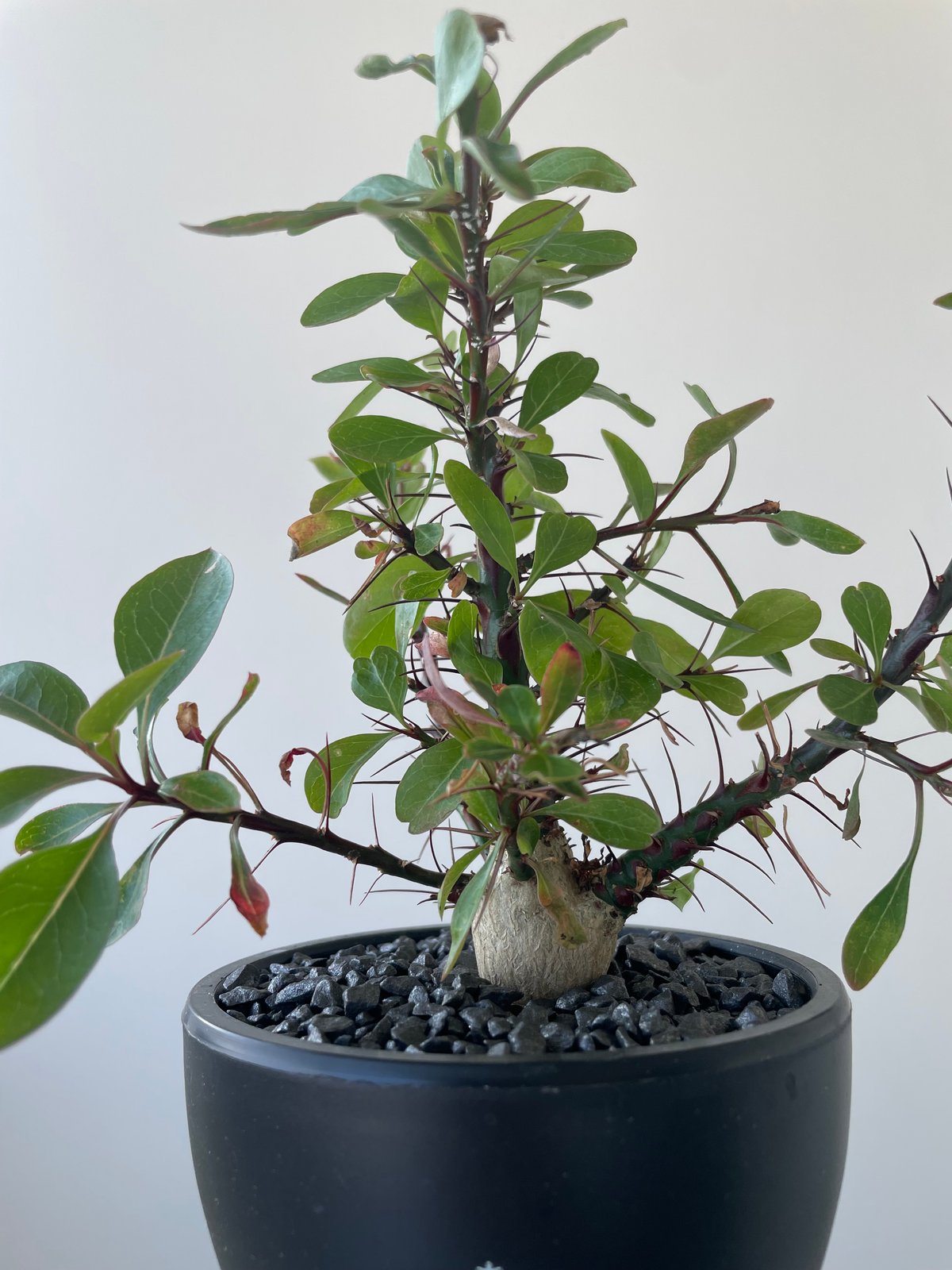 極上品】Fouquieria fasciculata【激レア塊根・ぷっくり選抜実生株