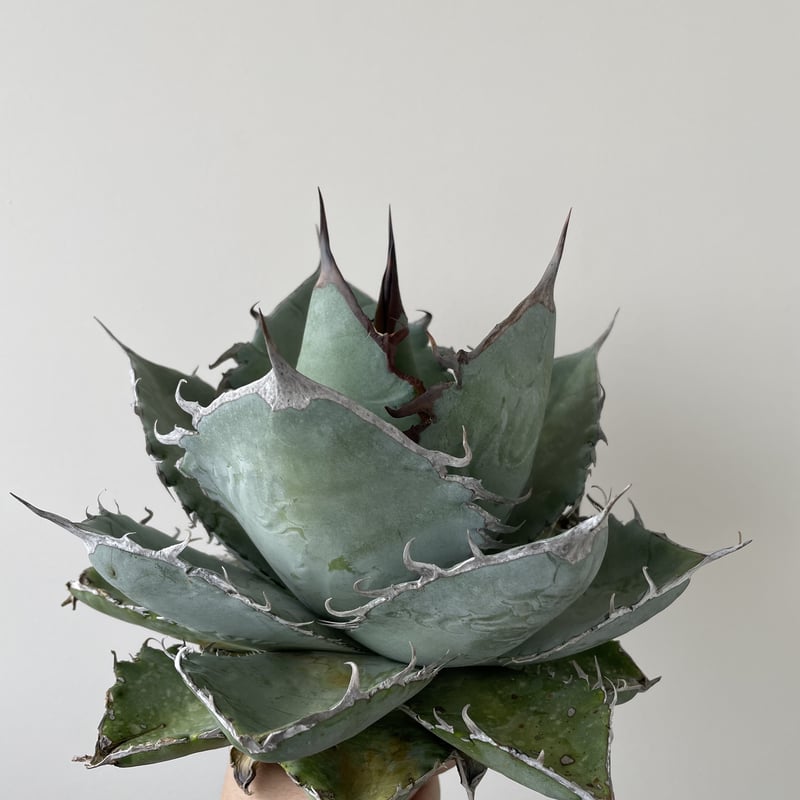 スノーホワイト Snow White日本初 斑入り サンスベリア アガベ ザ