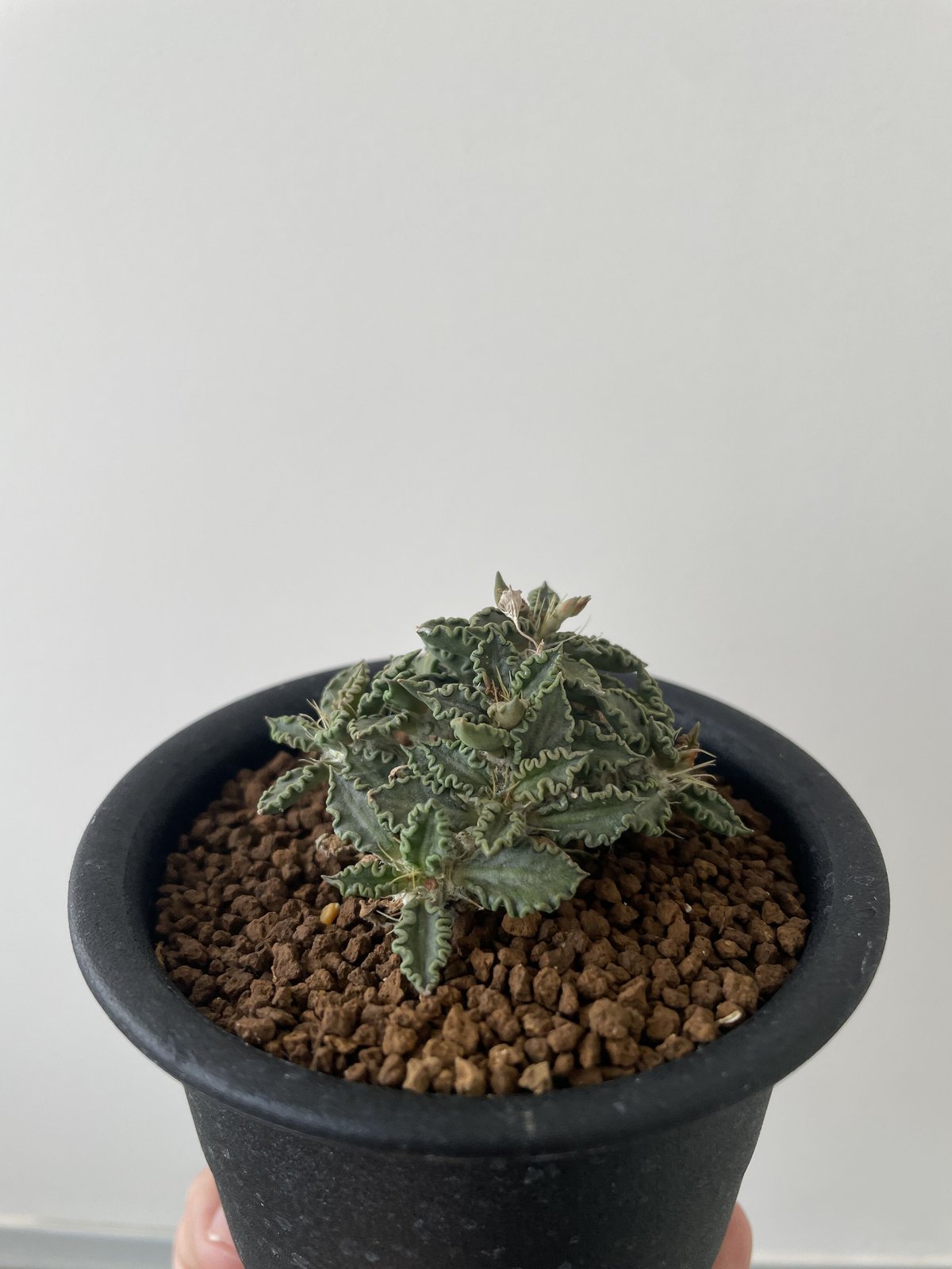 Ramat Planter #254× ユーフォルビア トゥレアレンシス Ramat Planter #254× ユーフォルビア トゥレアレンシス