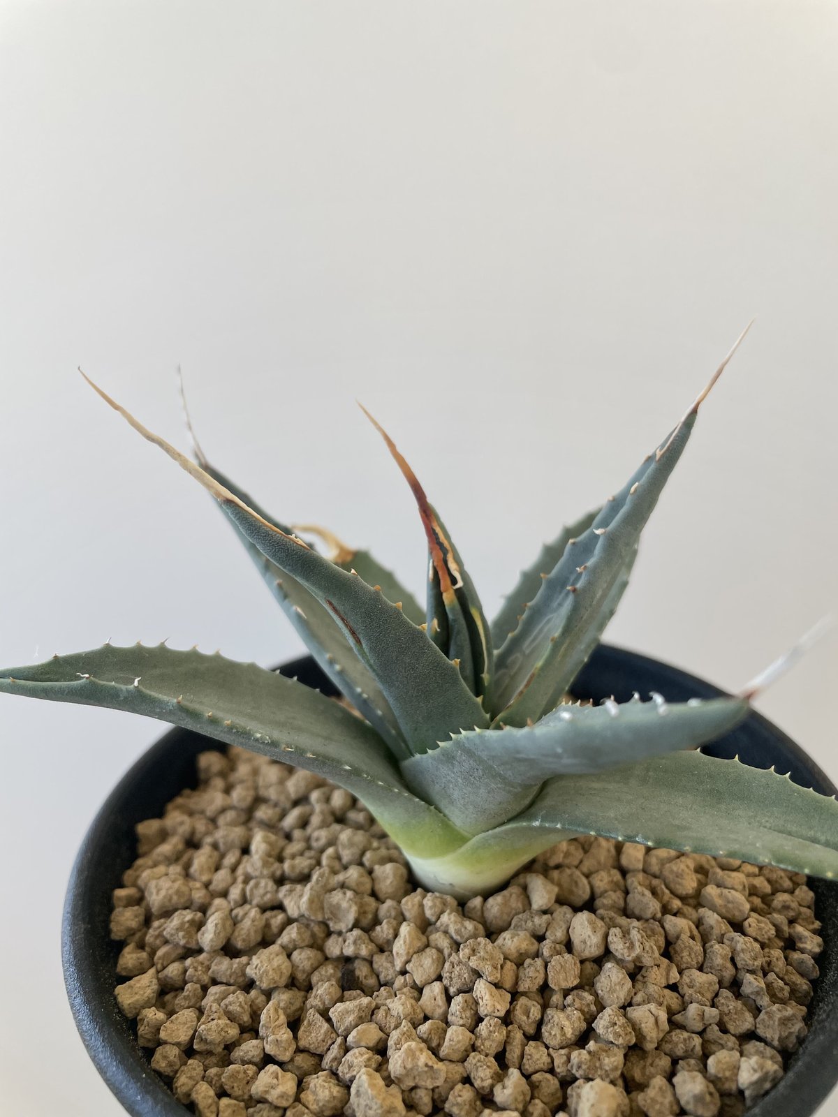 新着】Agave Utahensis eborispina【国内の選抜実生】アガベ ユタエン...