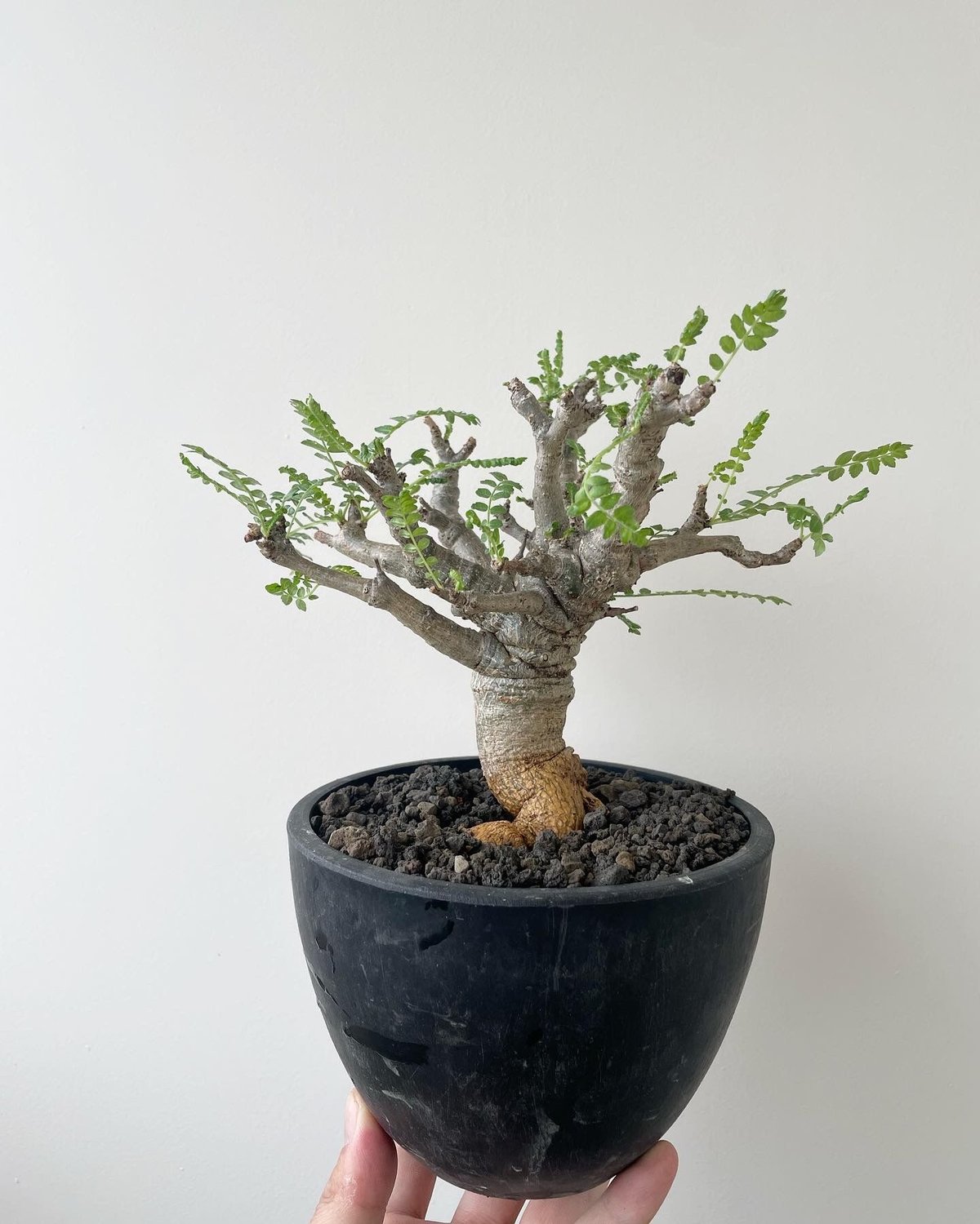 塊根植物 ボスウェリアネグレクタ ボスウェリアネグレクタ現地株ベアルート休眠中塊根植物