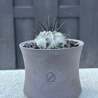 新着】Copiapoa dealbata × VALIEM BABY【俺の黒士冠】コピアポア