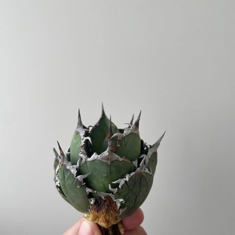 CATEGORY アガベ -agave- | 青坊主-aobouzu- | 塊根植物と現代アート