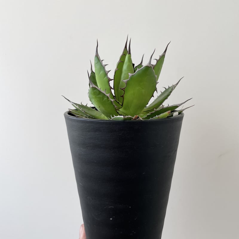 新着】Agave horrida【N PLANTSからの美しい選抜株】アガベ ホリダ | 青...