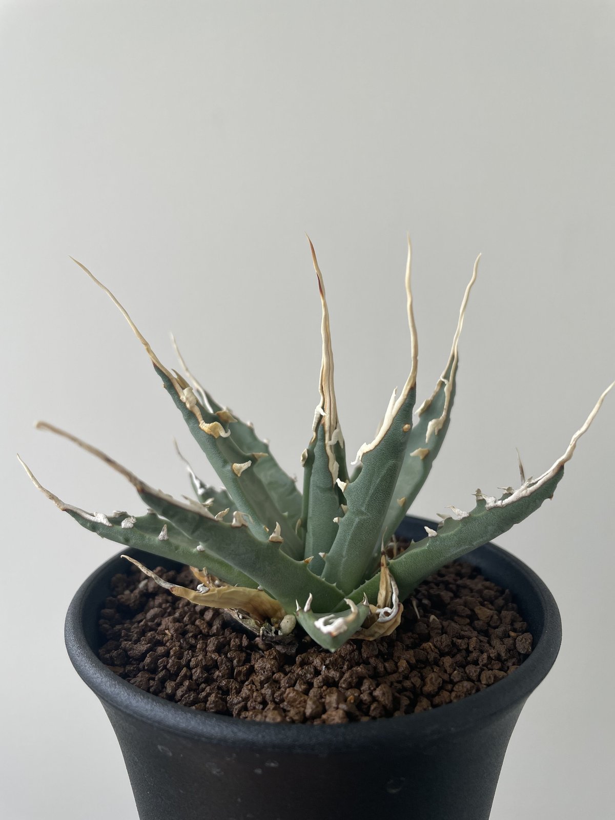 【特選】Agave Utahensis -アガベ ユタエンシス エボリスピナ陽炎