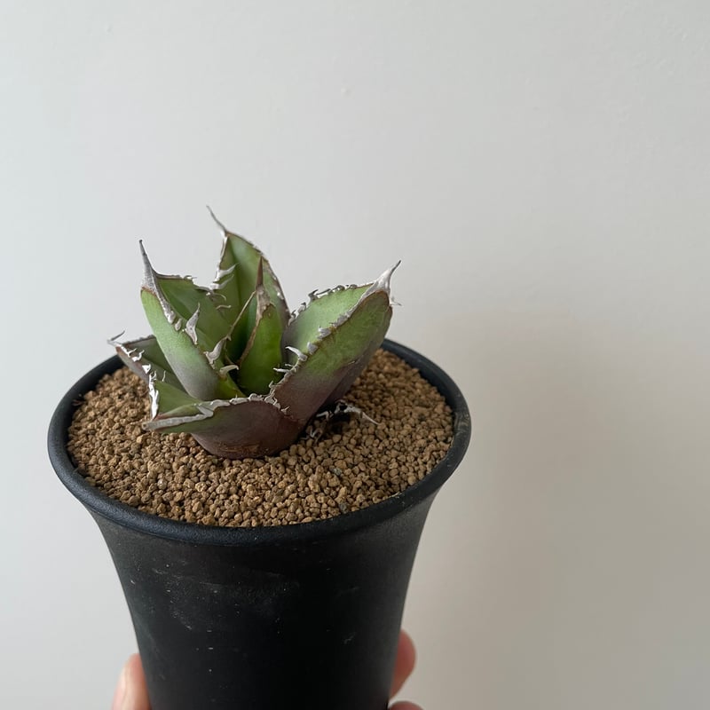 新着】Agave titanota【イカつすぎる選抜実生・タグ落ち株】 アガベ