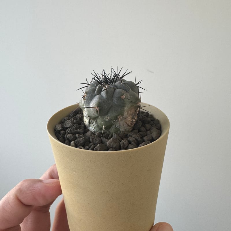 サボテン コピアポア Copiapoa cinerea　黒王丸　valiem 新着】Copiapoa cinerea × VALIEM GHOST【俺の黒王丸】コピアポア