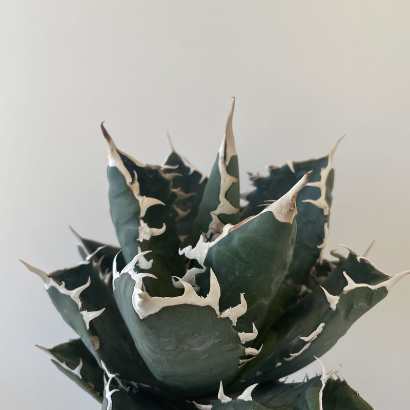 極上逸品】Agave titanota White Shark 【大株でしっかりカッコ良い】...