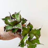 アガベ スーパーチタノタ　Agave super titanota agave-supertitanota.jpg