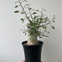 【新着】Fouquieria columnaris 観峰玉【バランス良しな冬型塊根】フォークイエリア コルムナリス