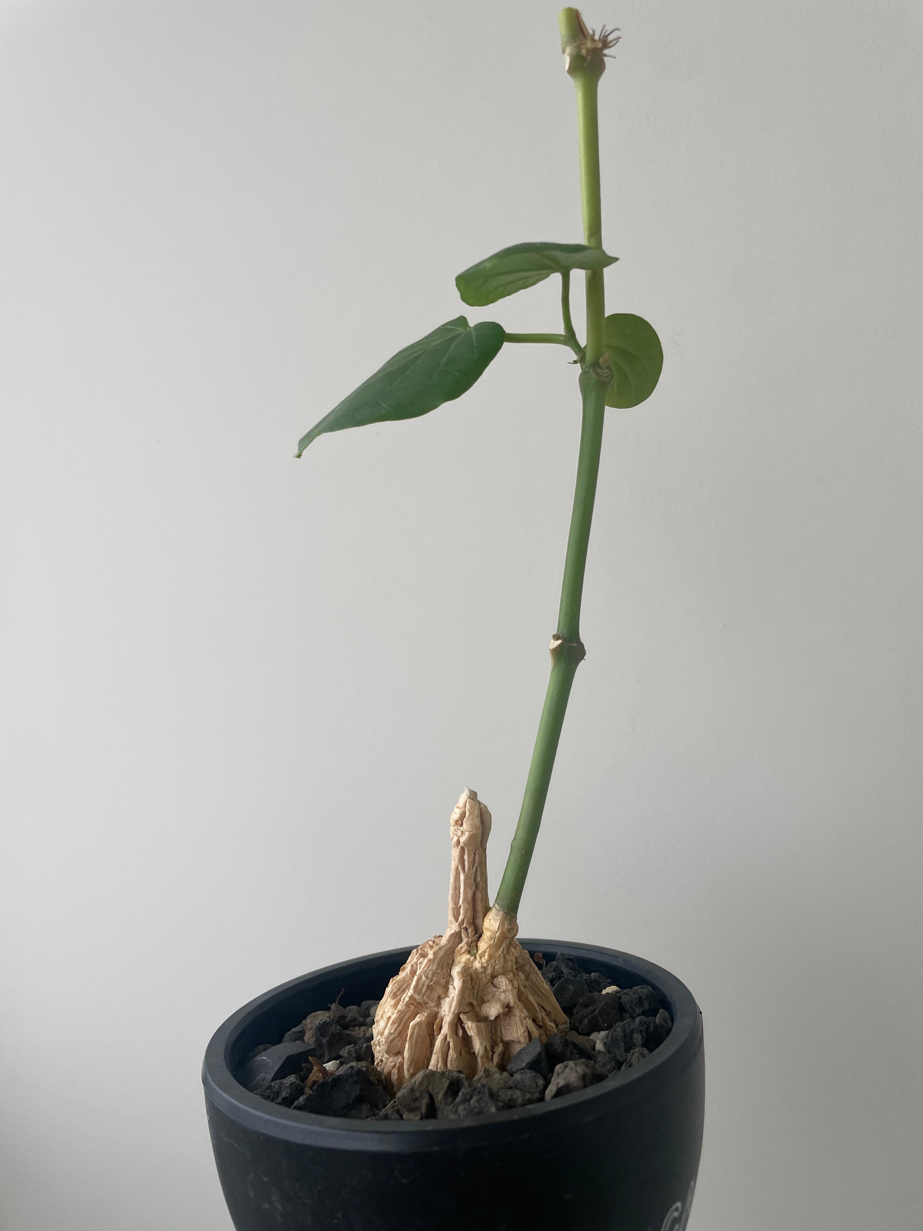 新着】Matelea cyclophylla【メキシコ原産レア塊根】マテレア