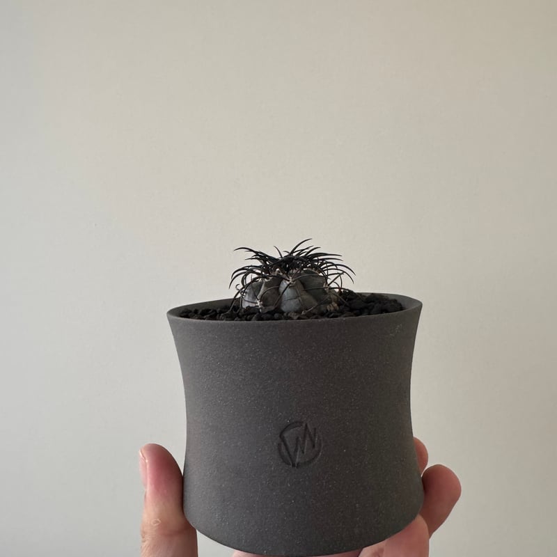 新着】Copiapoa griseoviolacea × VALIEM GHOST【極上の棘