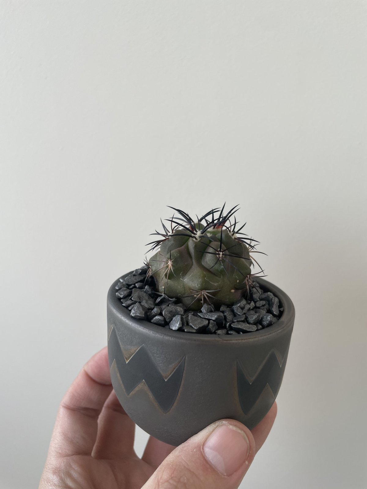 サボテン相談室苗 コロラータアウンティカ 札付き 野太く 