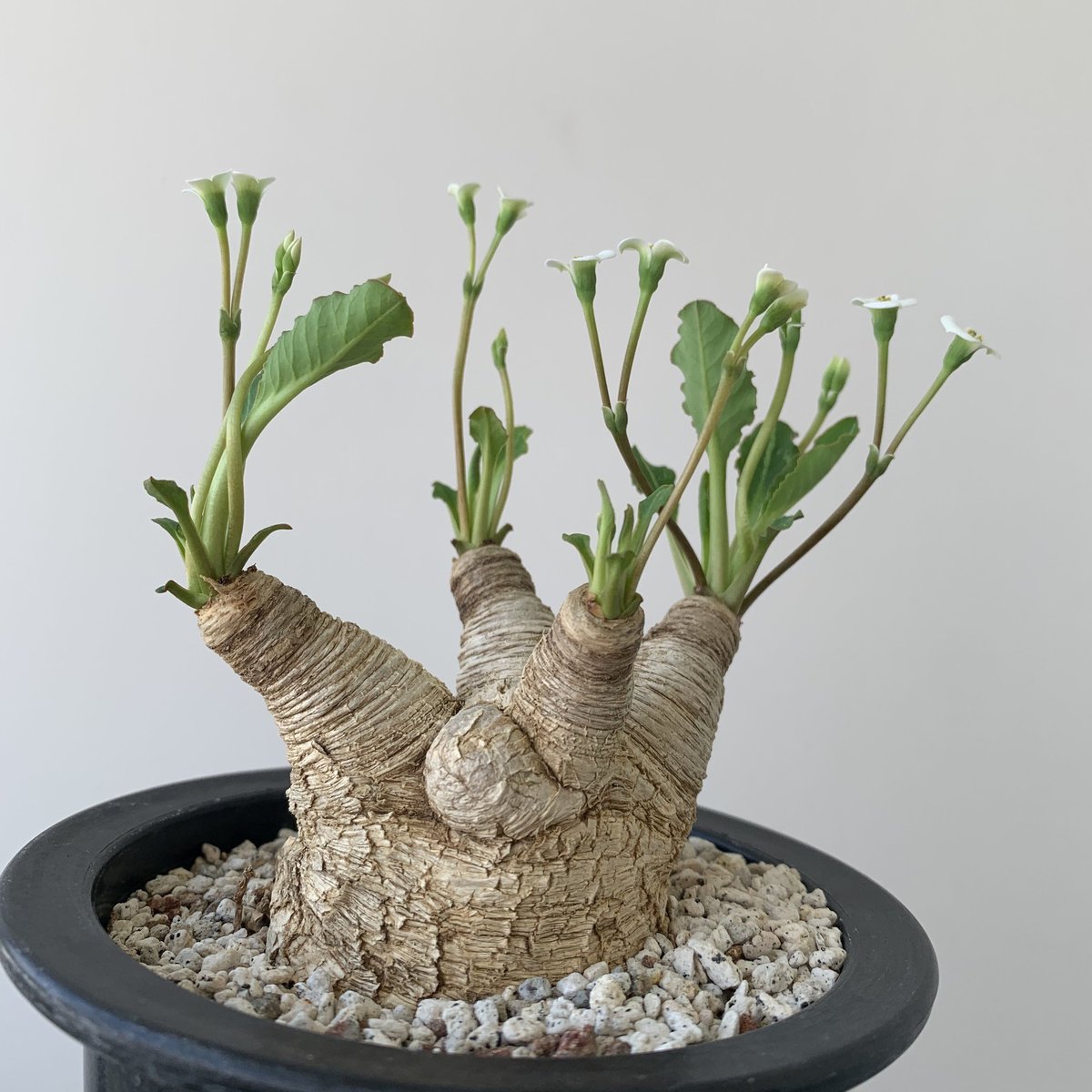 ユーフォルビア フィッシュスケール フィッシュボーン ユーフォルビアフィッシュボーンフィッシュスケール