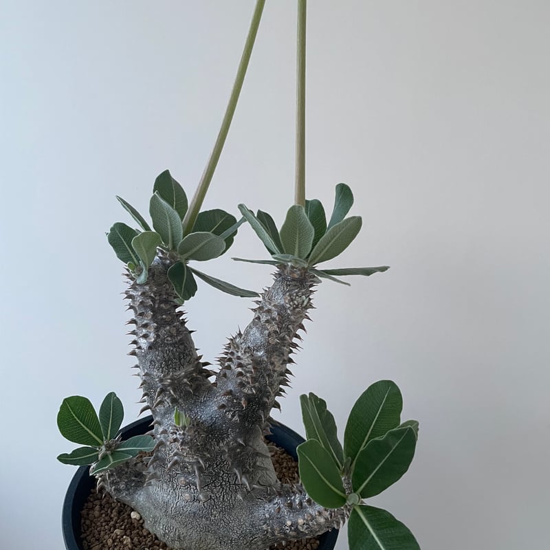極上品】Pachypodium Tackyi【一流ナーセリーの親株クラス