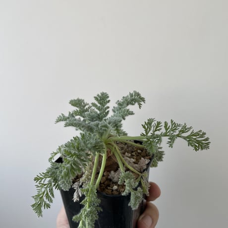【新着】Pelargonium appendiculatum 8【コスパ良し・冬型の塊根植物】ペラルゴニウム アッペンディクラツム