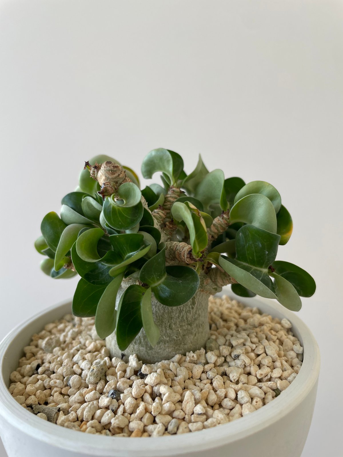 新着】Adenium arabicum D.H.A【特選の小型株】アデニウム アラビカム 獅...