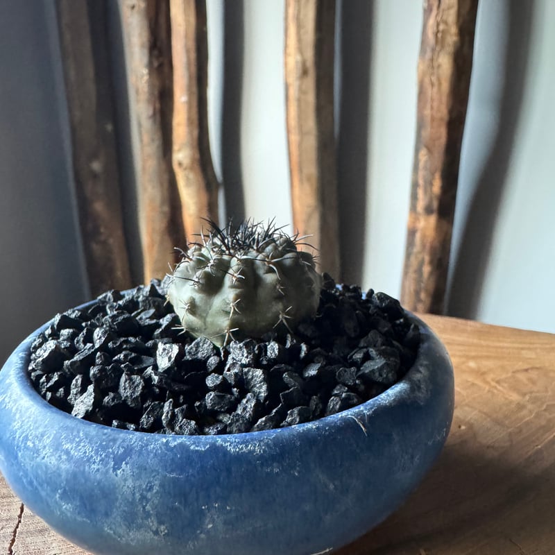 新着】Copiapoa lembkei × 盆栽鉢【細かな棘の選抜品】コピアポア