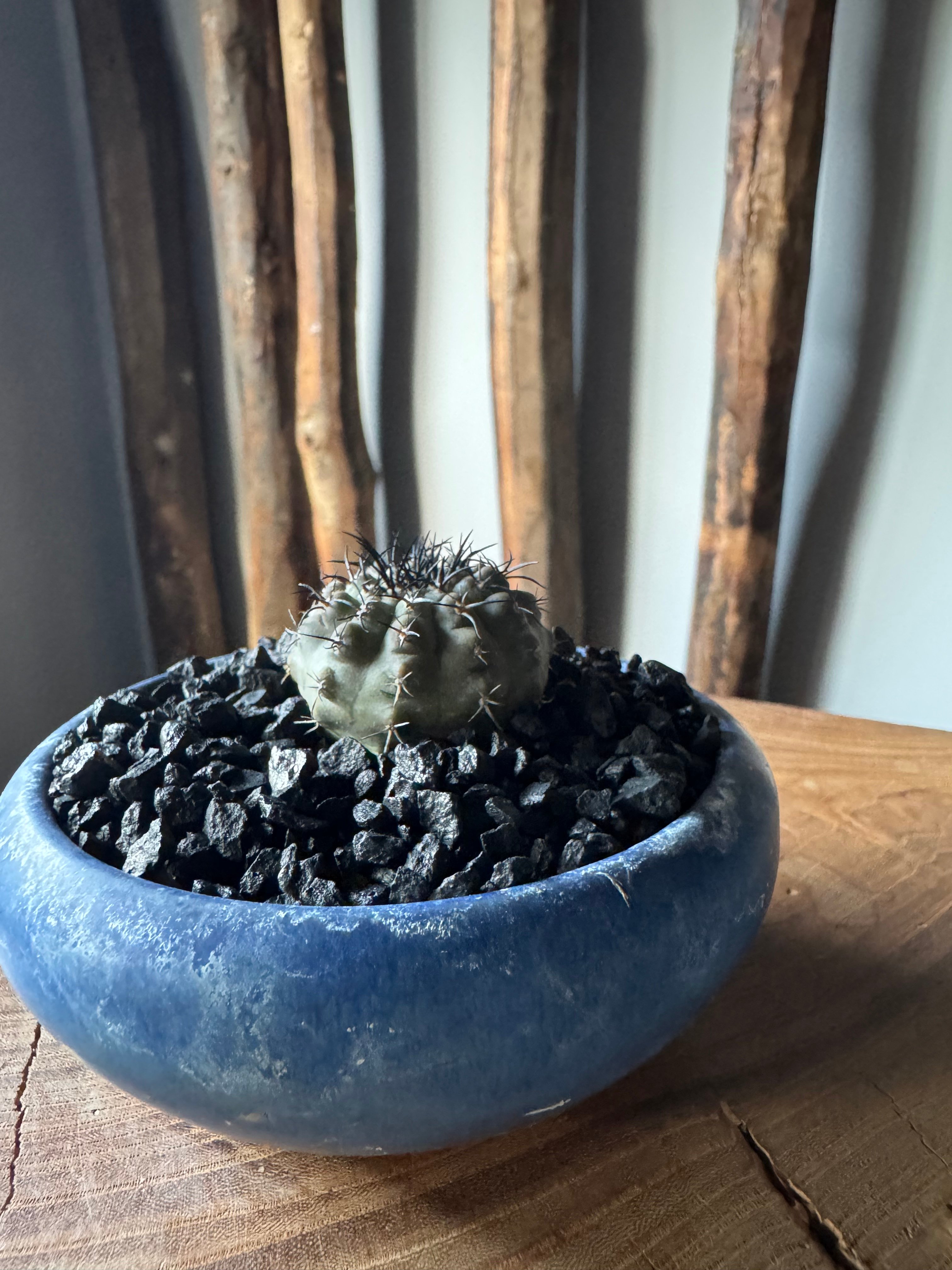 新着】Copiapoa lembkei × 盆栽鉢【細かな棘の選抜品】コピアポア