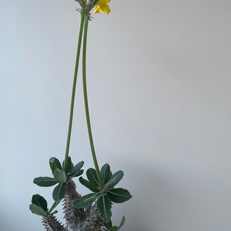 極上品】Pachypodium Tackyi【一流ナーセリーの親株クラス
