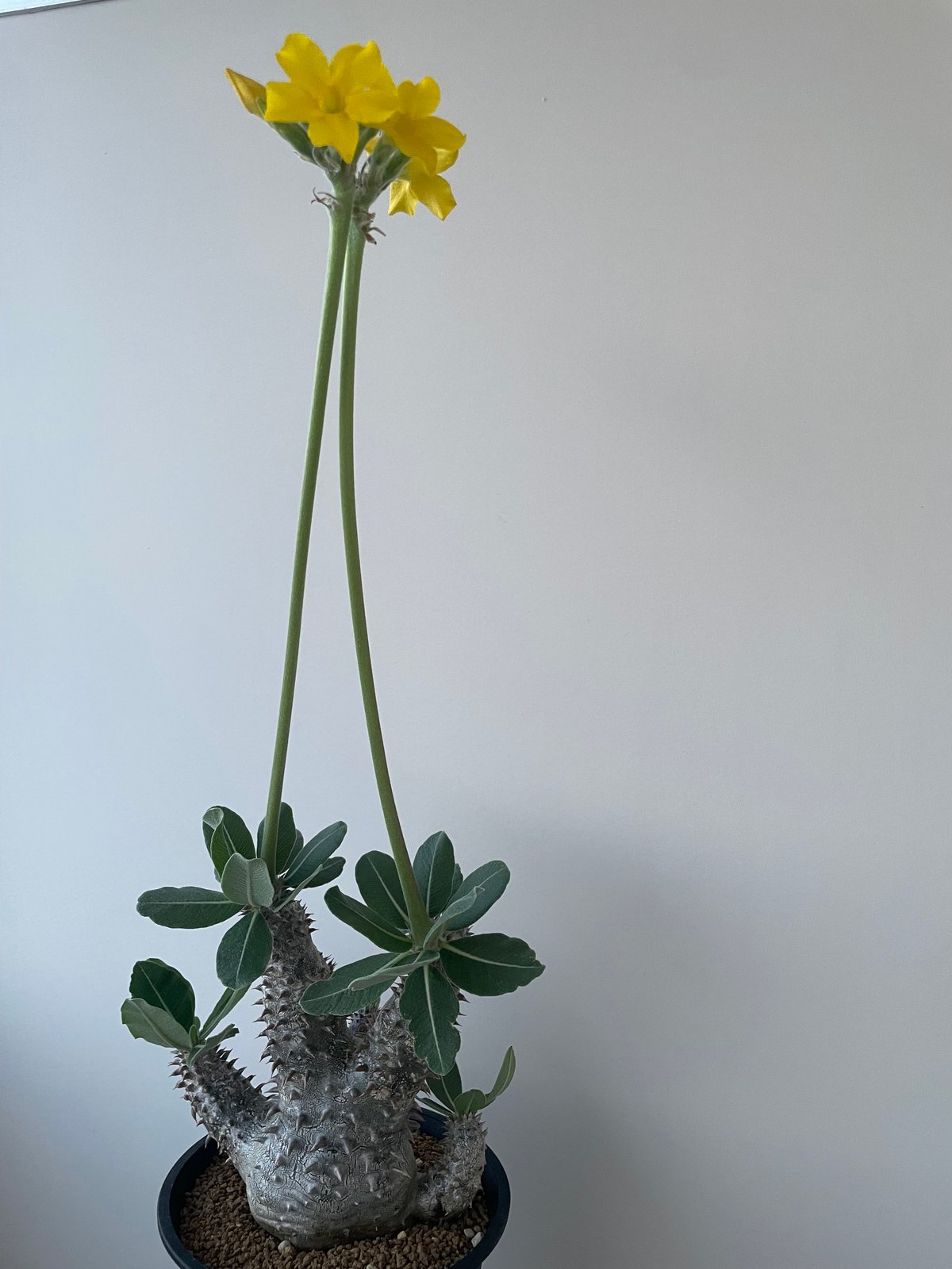 極上品】Pachypodium Tackyi【一流ナーセリーの親株クラス