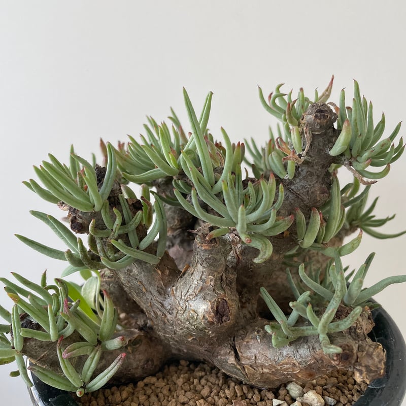 極上逸品】Tylecodon pearsonii【最高な冬型塊根】チレコドン