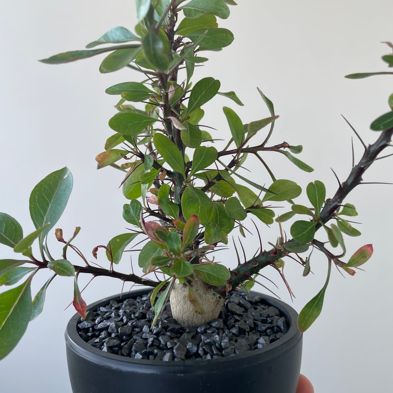 塊根植物 新芽付き Foquieria fasciculata DSF3551_c1db7da3-6933-486a-