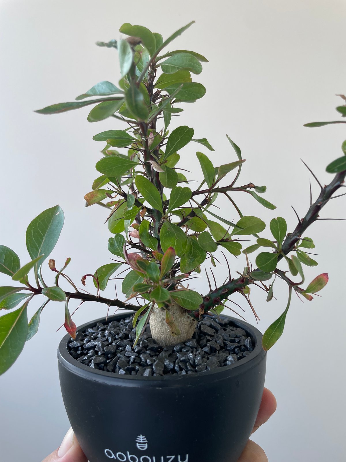 極上品】Fouquieria fasciculata【激レア塊根・ぷっくり選抜実生株