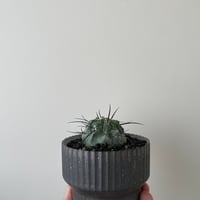 閑野淳　作家鉢　deracine factory 新着】deracinefactory 閑野淳氏 6【最高の陶器鉢・高さ8.2cm