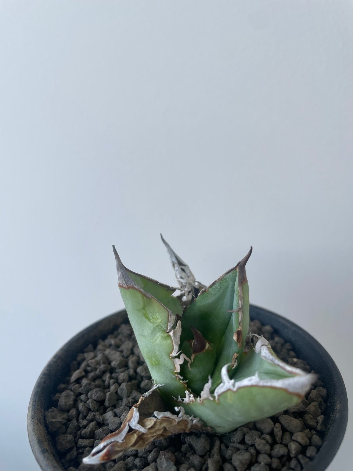 新着】Agave titanota【イカつすぎる選抜実生・タグ落ち株