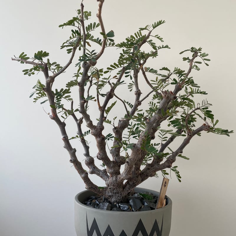 極上逸品】Senna meridionalis × VALIEM 青坊主別注モデル 2周年記 