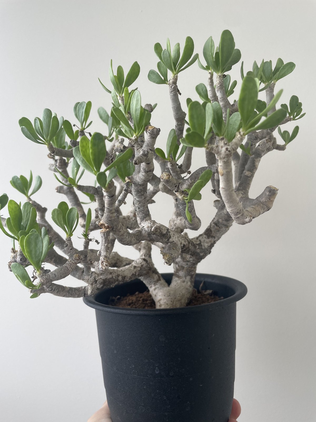 極上逸品】Othonna furcata 【白肌美しい冬型塊根植物】 オトンナ